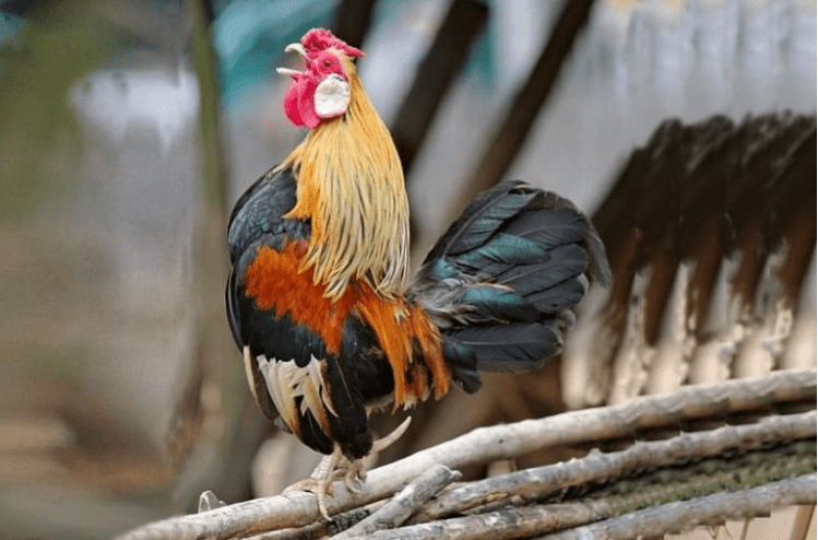Thông tin về gà đá Cần Thơ