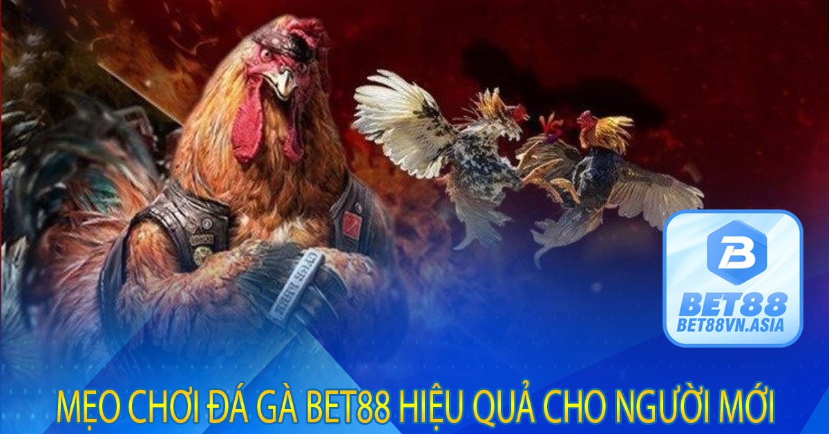 Mẹo Chơi Đá Gà Bet88 Hiệu Quả Cho Người Mới
