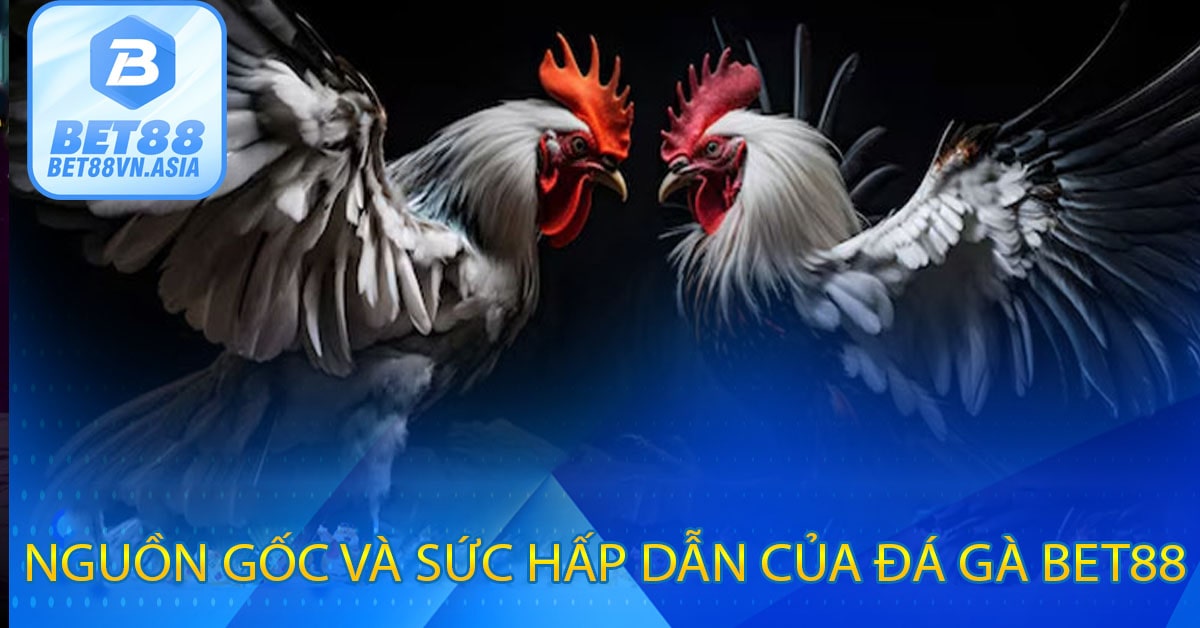 Nguồn Gốc Và Sức Hấp Dẫn Của Đá Gà Bet88