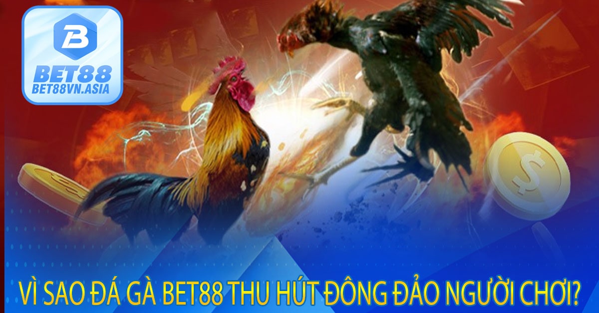Vì Sao Đá Gà Bet88 Thu Hút Đông Đảo Người Chơi